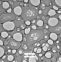 Holey (Perforated) Carbon Film