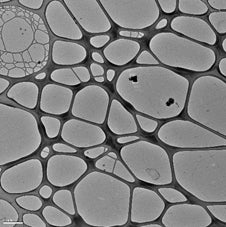 Graphene on Lacey Carbon