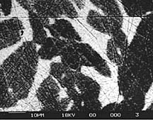 Back Scattered Electron Test Specimens